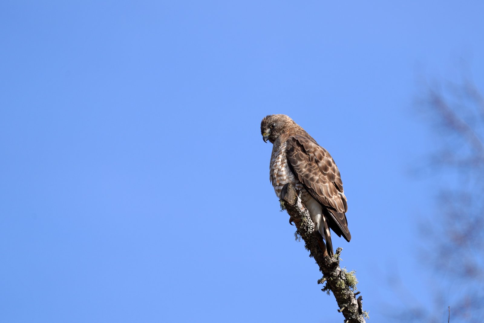 Myšiak širokokrídly (Buteo platypterus) — najmenší S. americký Buteo, kettles
