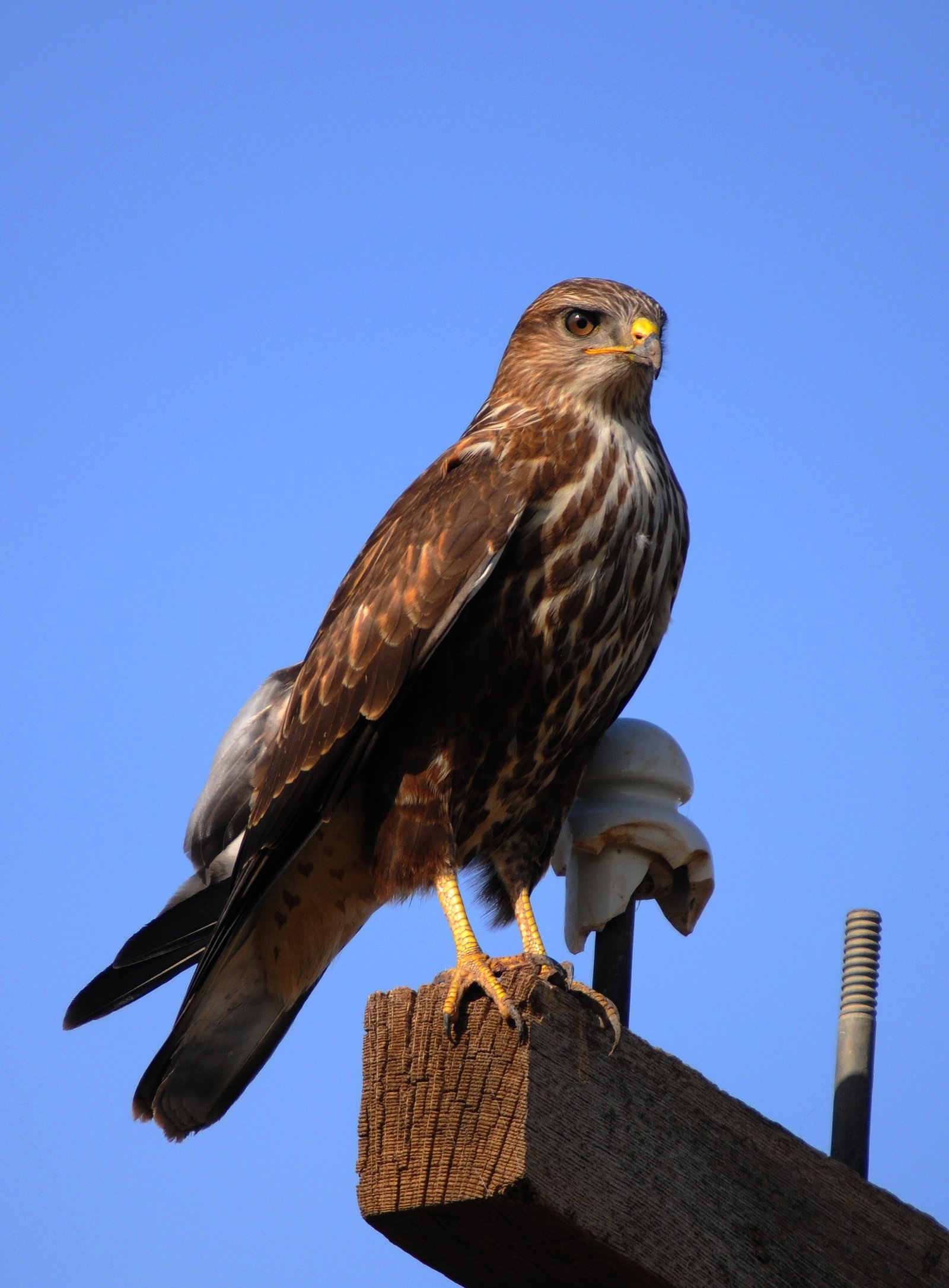 Myšiak hrdzavý (Buteo rufinus) — najväčší myšiak rodu Buteo, Stredomorie