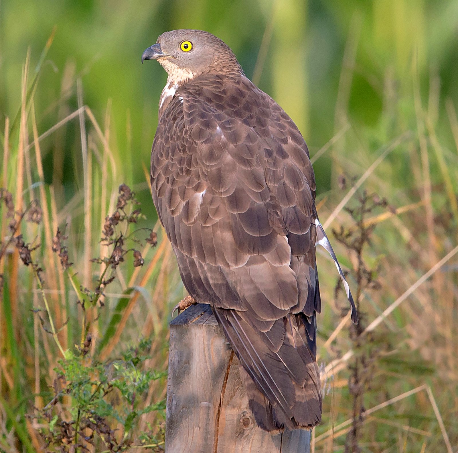 Včelár obyčajný (Pernis apivorus) — špecialista na osy a včely