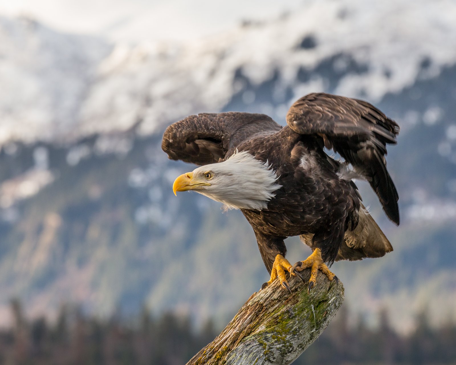 Orol bielohlavý (Haliaeetus leucocephalus) — národný vták USA, dospelý jedinec pri Aljaške (foto: Wikimedia Commons)