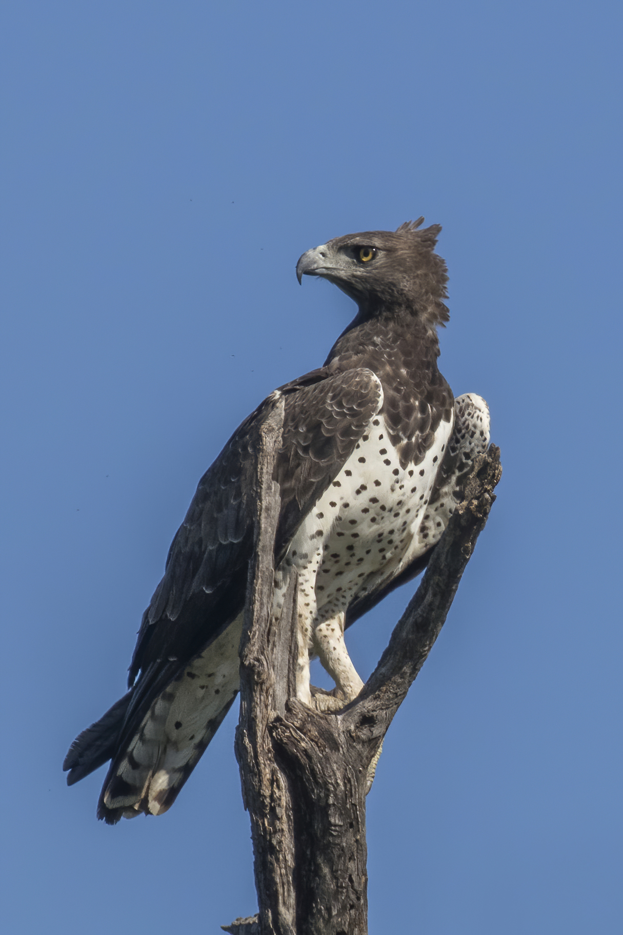 Orol bojový (Polemaetus bellicosus) — najťažší dravec subsaharskej Afriky, dospelý v Matetsi, Zimbabwe (foto: Wikimedia Commons)