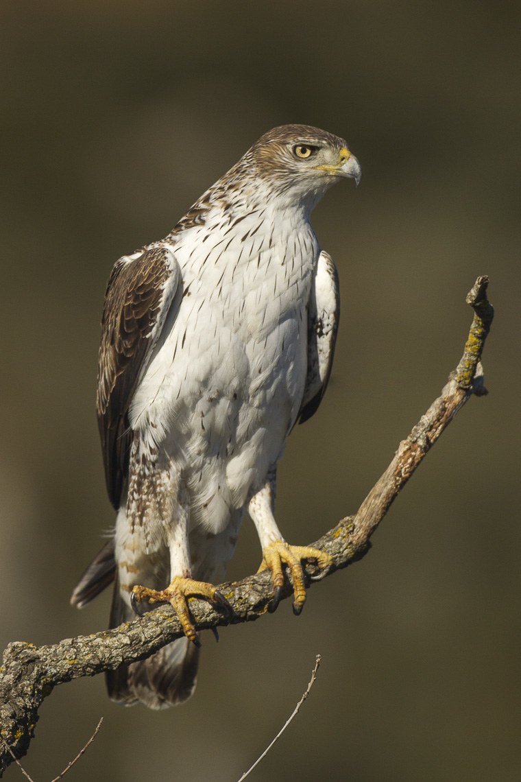 Bonelliho orol (Aquila fasciata) — mediterránny dravec, sociálny pár loví spolu (foto: Wikimedia Commons)