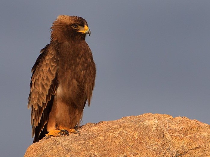 Orol jastrabovitý (Hieraaetus pennatus) — najmenší orol Európy, mediteránny migrant (foto: Wikimedia Commons)