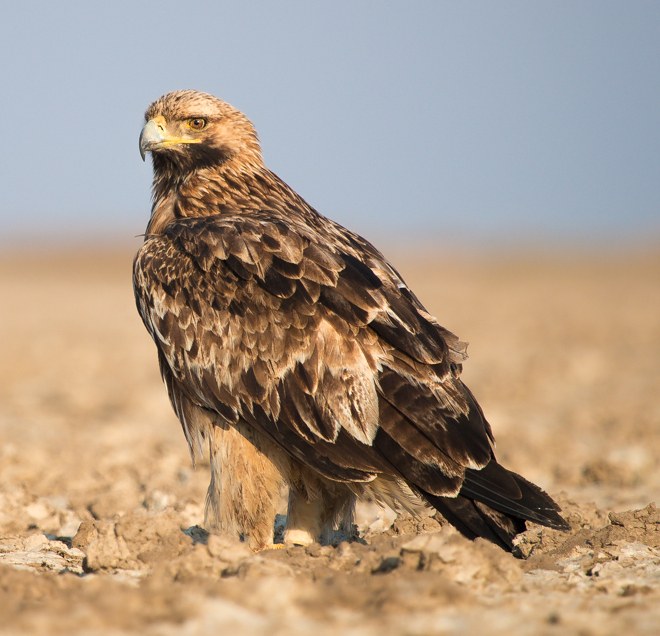 Orol kráľovský (Aquila heliaca) — vlajkový druh stepných ekosystémov V Slovenska (foto: Wikimedia Commons)
