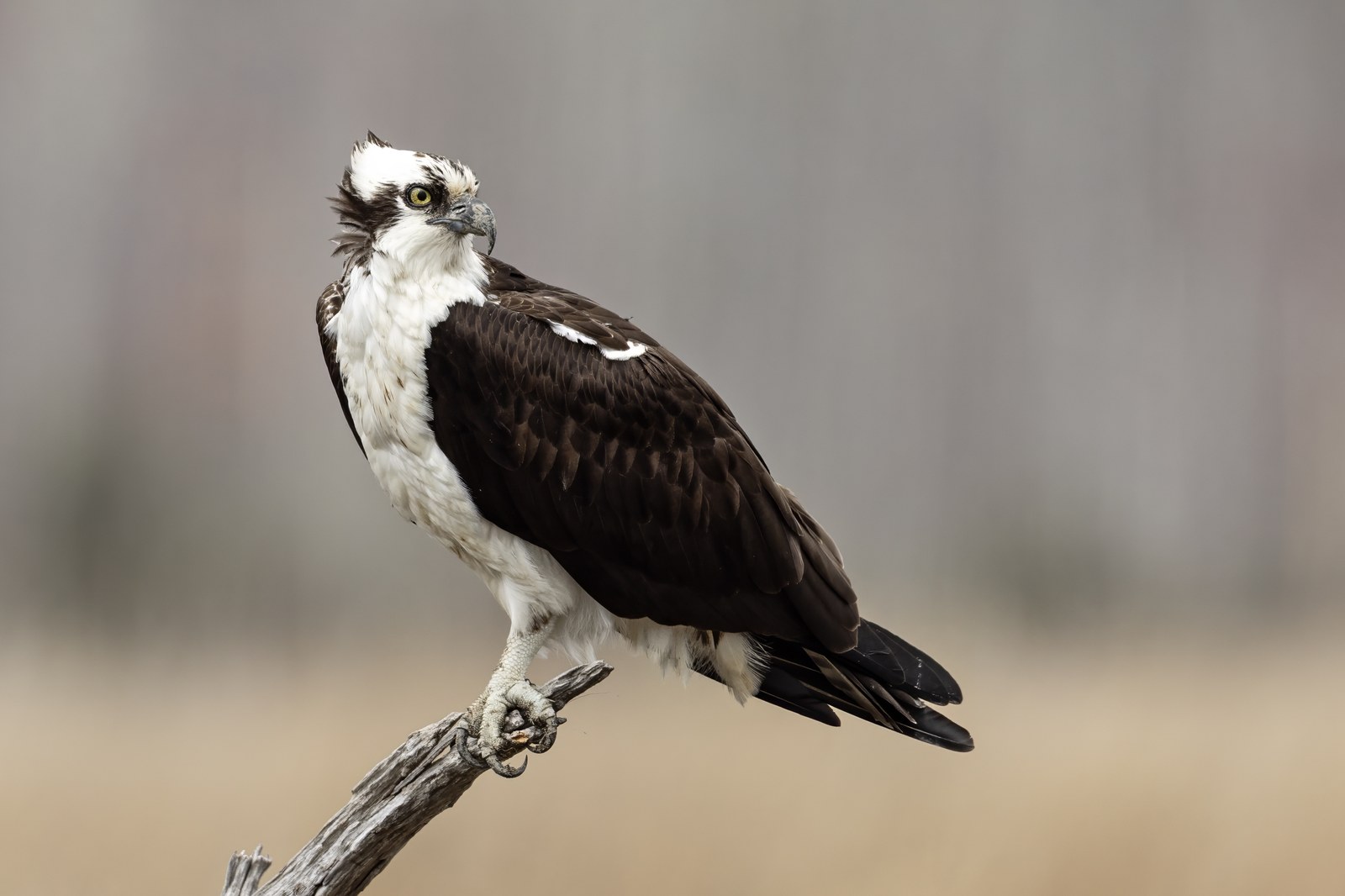 Orol rybár (Pandion haliaetus) — jediný diét špecialista na ryby v rade Accipitriformes, plunge dive lovec (foto: Wikimedia Commons)