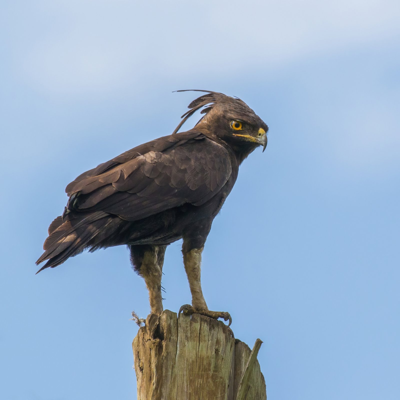 Orol spatobruchy (Lophaetus occipitalis) - Long-crested Eagle, dospely v Queen Elizabeth NP, Uganda (foto: Wikimedia Commons)