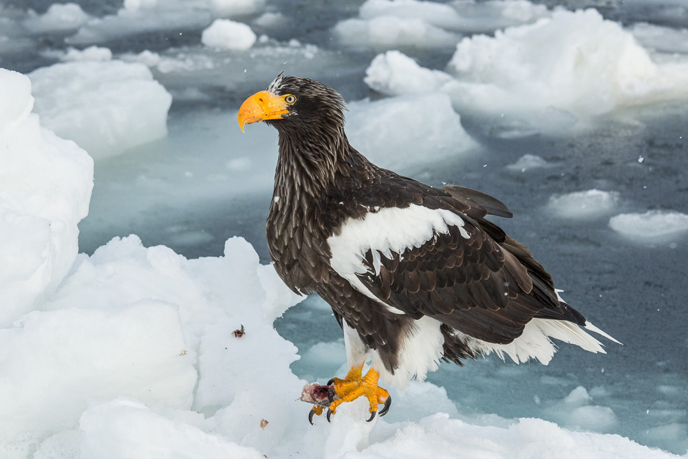 Orol stellerov (Haliaeetus pelagicus) - Stellers Sea Eagle, dospely pri Rausu, Hokkaido, Japonsko (foto: Wikimedia Commons)