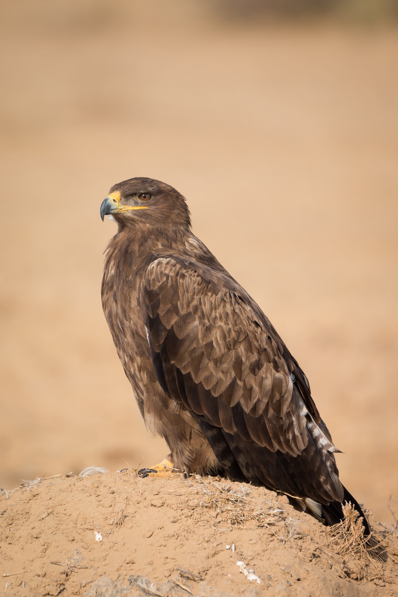 Orol stepný (Aquila nipalensis) — IUCN Endangered, migrant z Kazachstanu, hniezdi na zemi v stepi (foto: Wikimedia Commons)