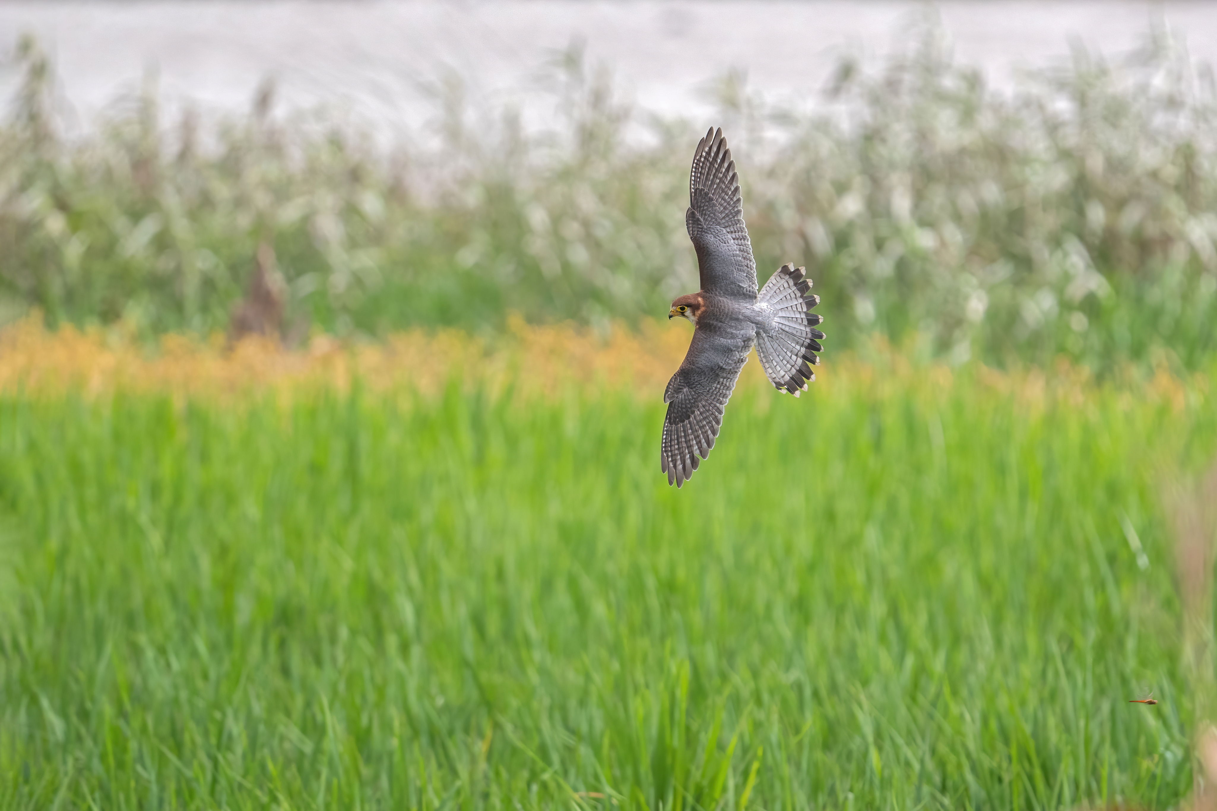 Sokol červenohlavý (Red-necked)