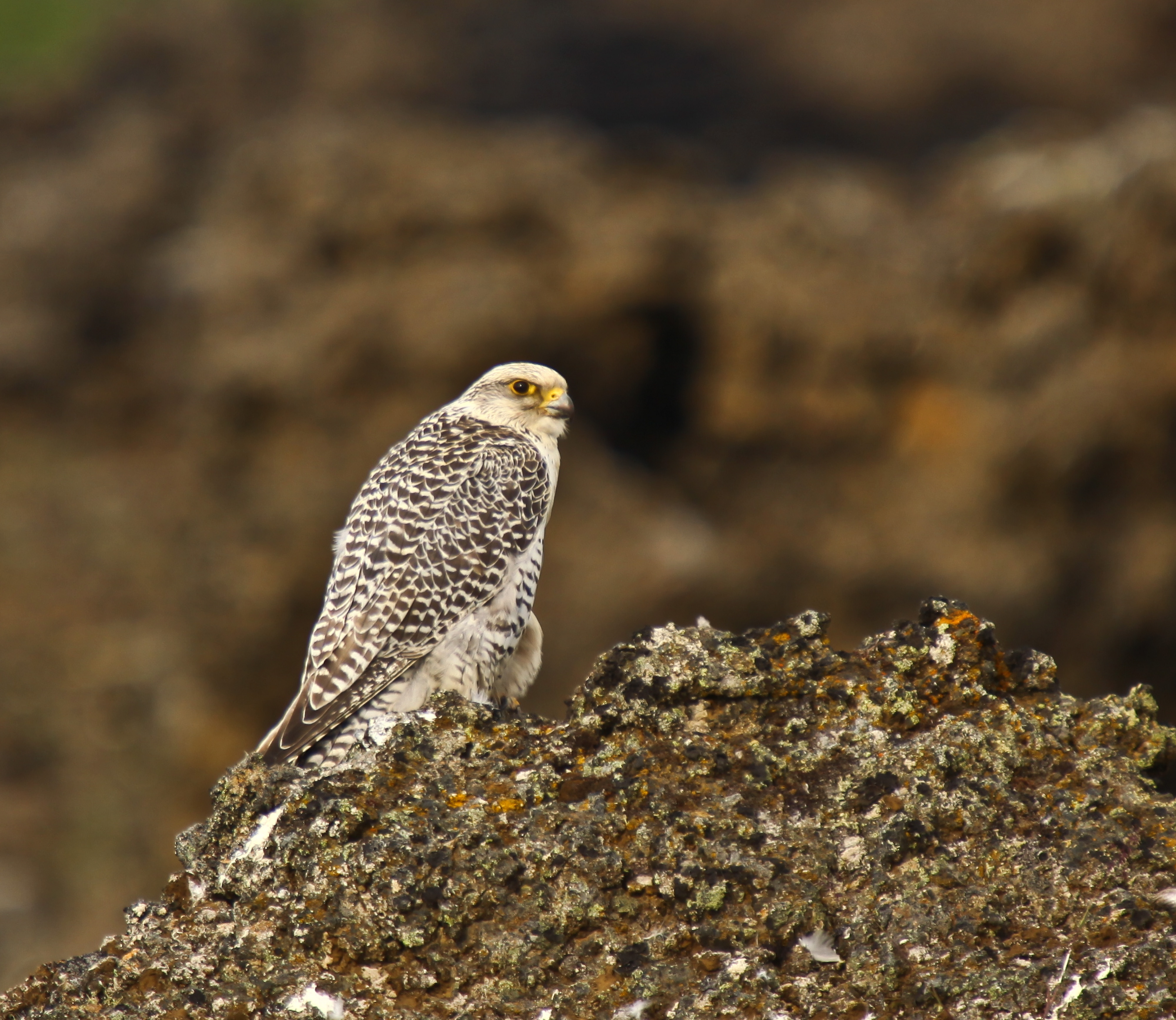 Sokol lovecký (Gyrfalcon)