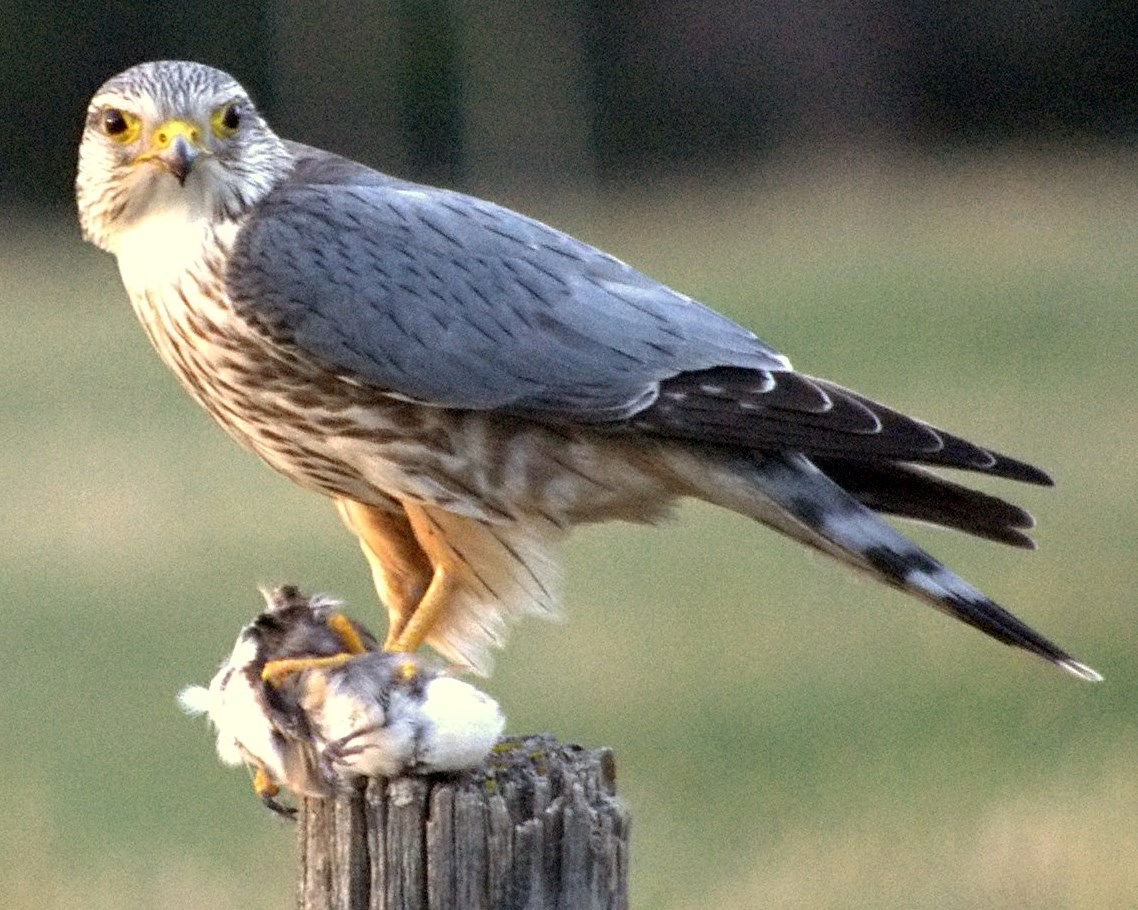 Sokol Merlin