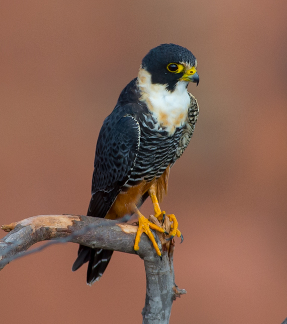 Sokol pijavičkový (Bat Falcon)