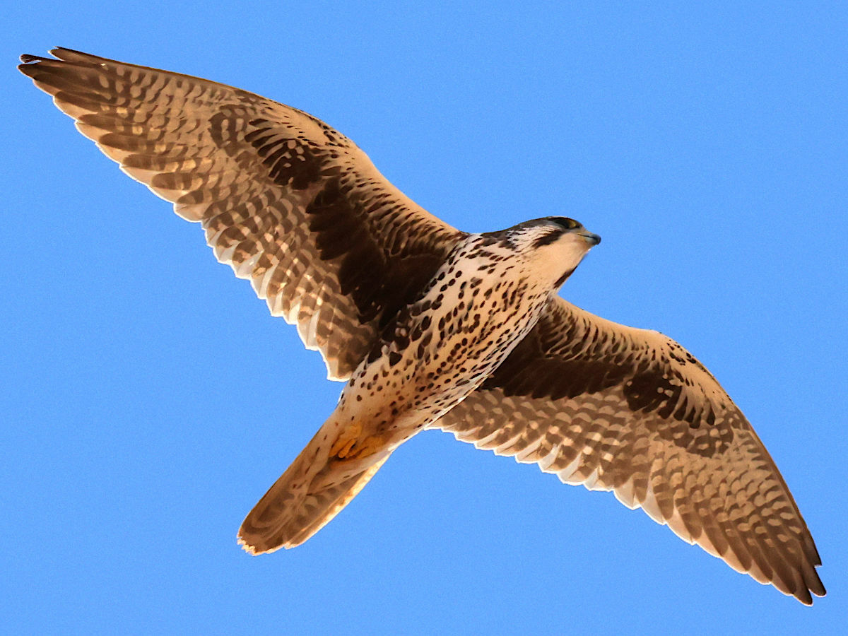 Sokol prériový (Falco mexicanus) — západoamerický endemit (foto: Wikimedia Commons)
