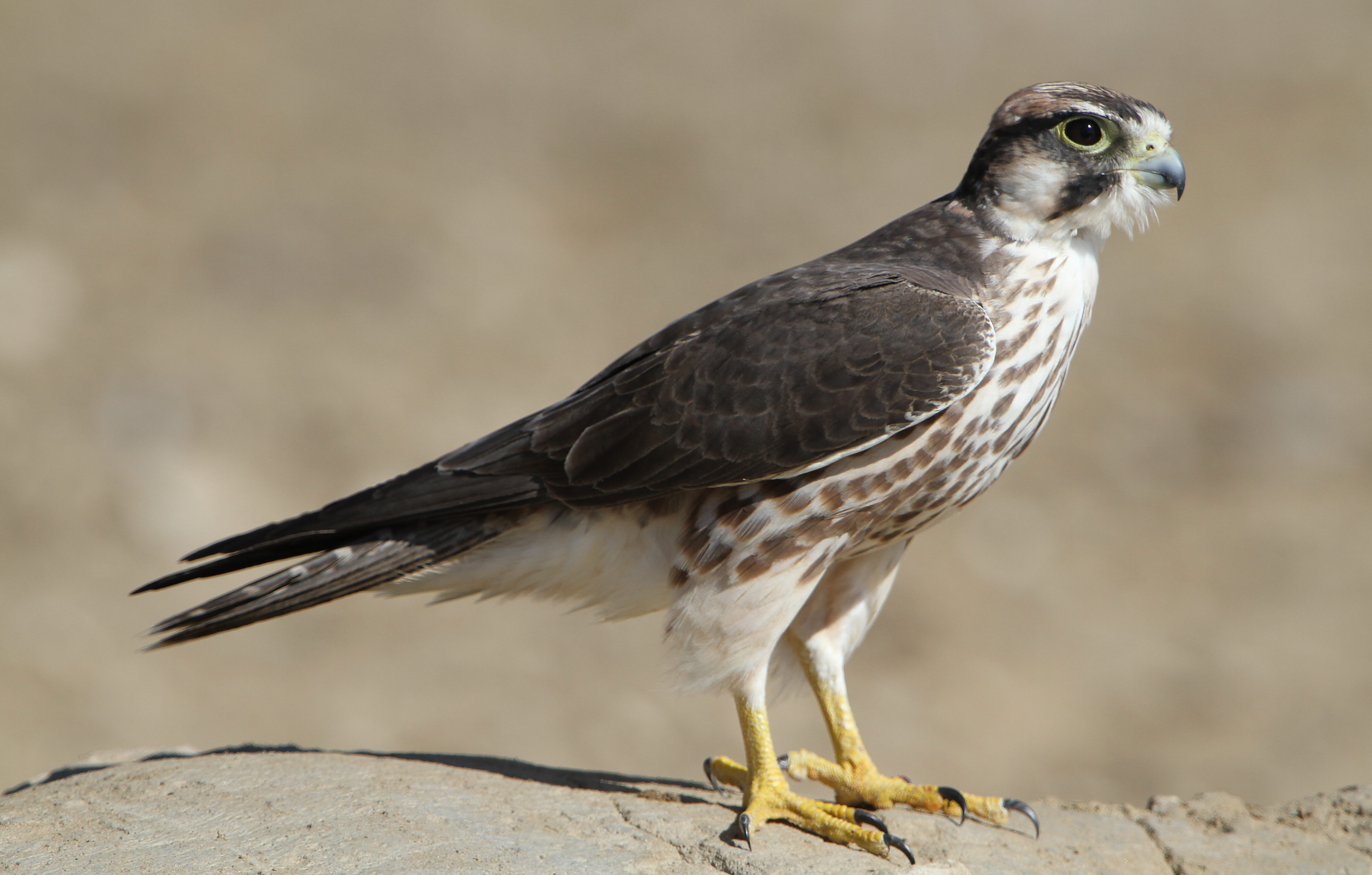 Raroh veľký (Lanner)