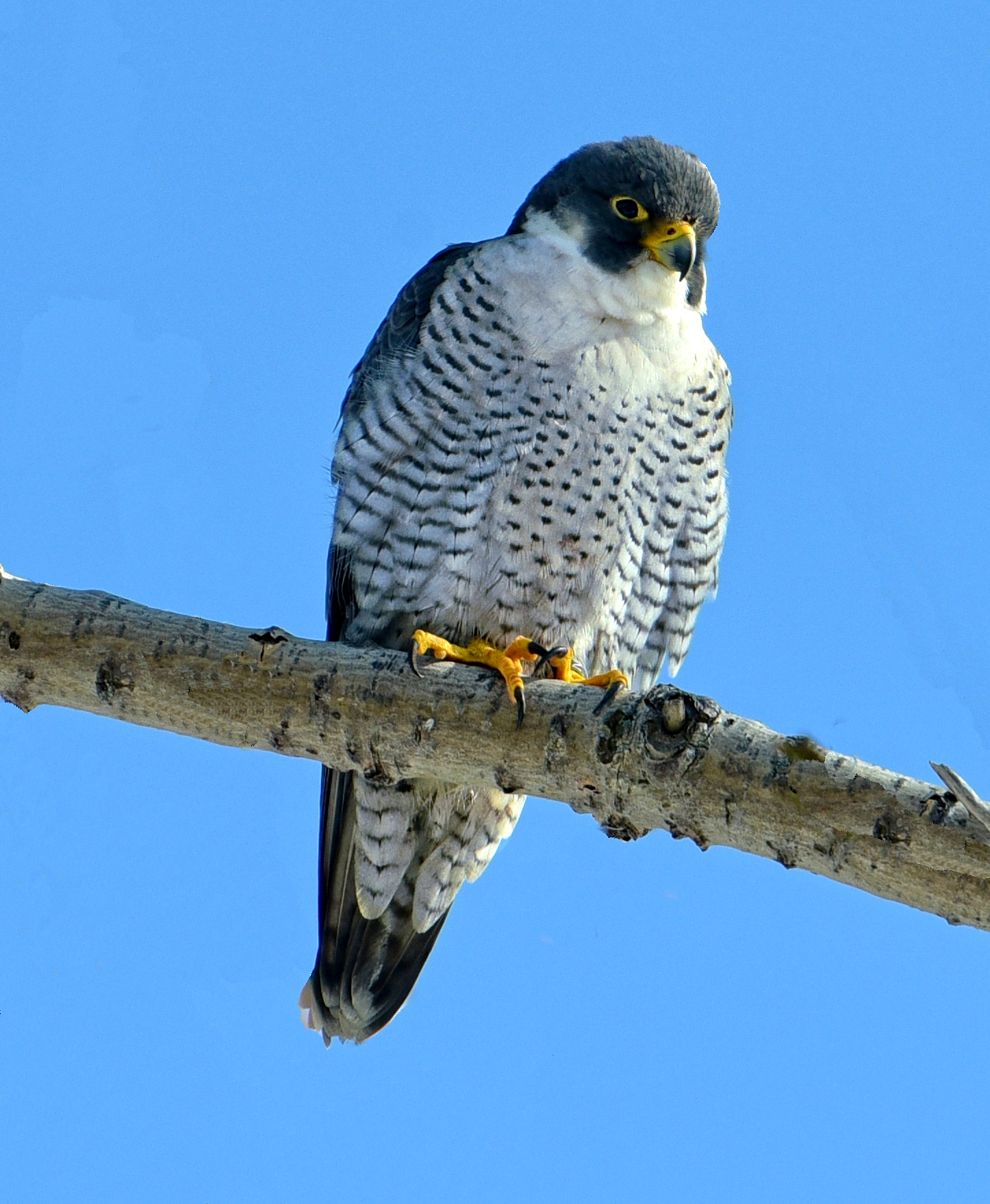 Sokol sťahovavý (Falco peregrinus) — najrýchlejší vták planéty, dospelý v lete (foto: Wikimedia Commons)