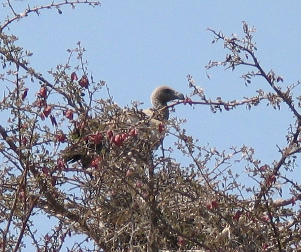 Sup bielochrbtový (Gyps africanus / White-backed Vulture) — dospelý jedinec s tmavohnedým perim a charakteristickým bielym pruhom na chrbte (foto: Africa, Wikimedia Commons)