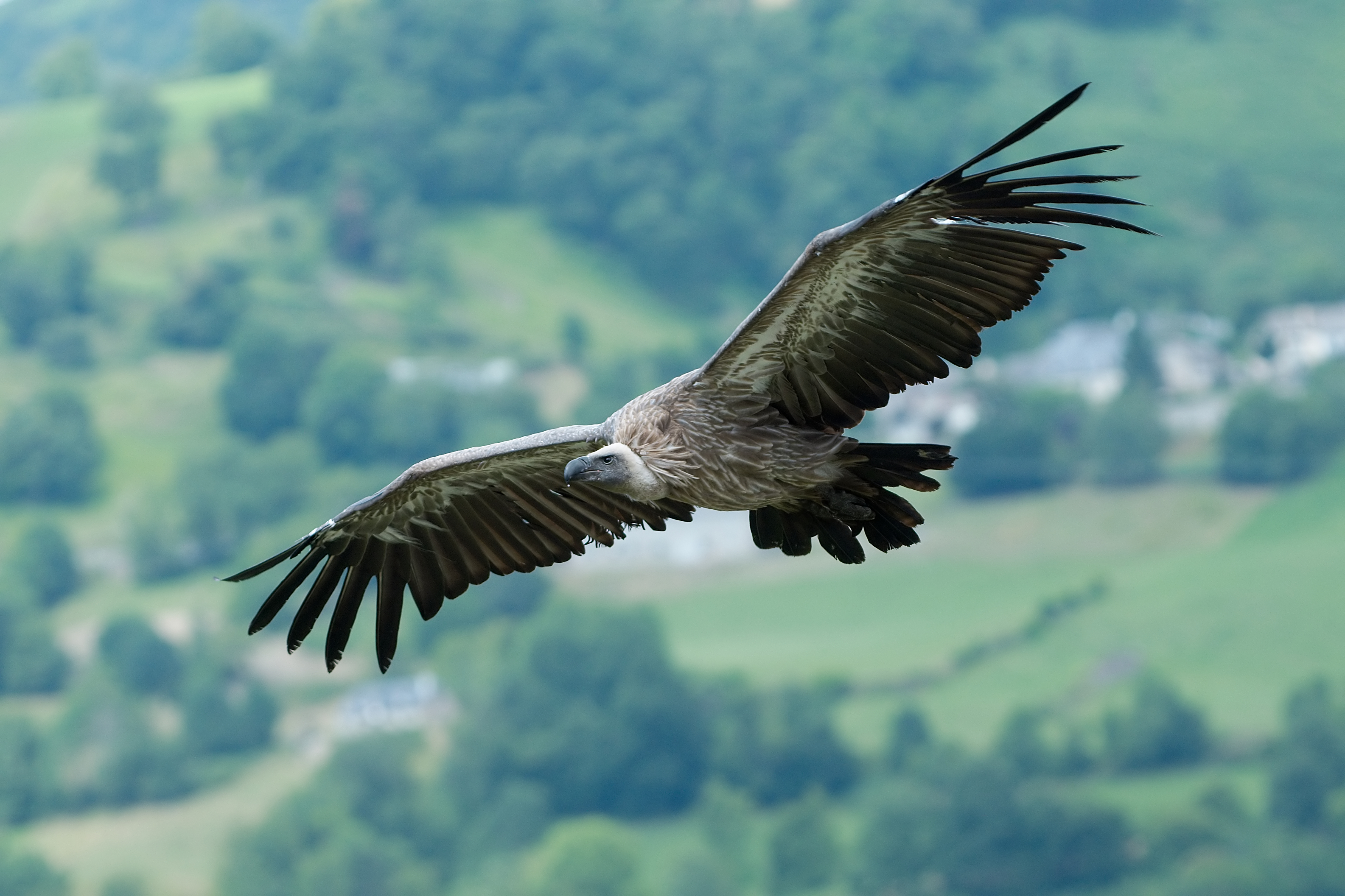 Sup bielohlavý (Gyps fulvus / Griffon Vulture) — dospelý jedinec s lysou bielou hlavou a krkom, charakteristické pero v lete (foto: Luc Viatour, Pyreneje, Wikimedia Commons)