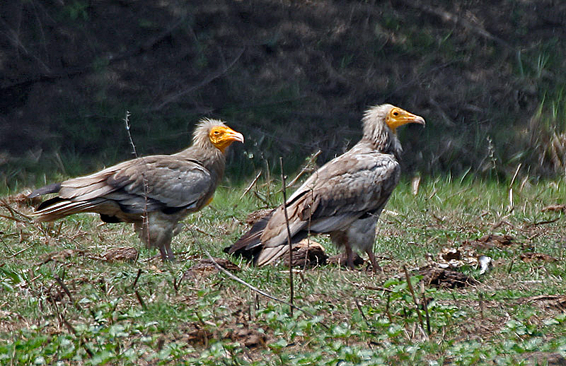 Sup egyptský (Neophron percnopterus / Egyptian Vulture) — dospelý jedinec s bielym perim, čiernymi koncami krídel a žltou tvárou (foto: Bharatpur, India, Wikimedia Commons)