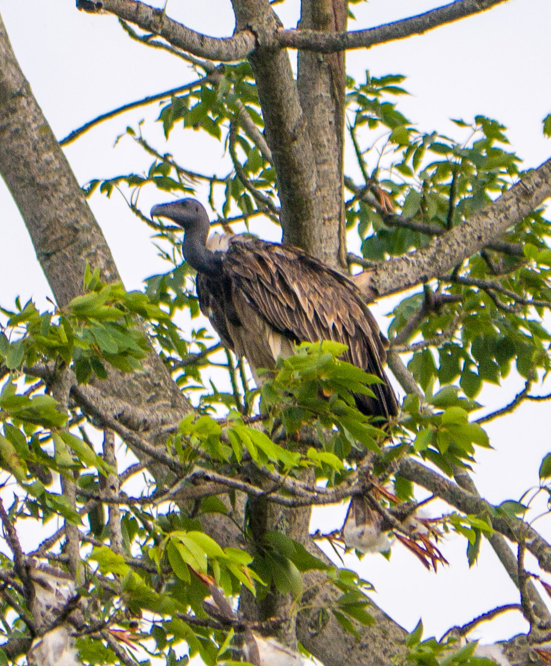 Sup kalanský (Gyps tenuirostris / Slender-billed Vulture) — dospelý jedinec s charakteristickým štíhlym a dlhým zobákom (foto: Mishmi Hills, India, Wikimedia Commons)