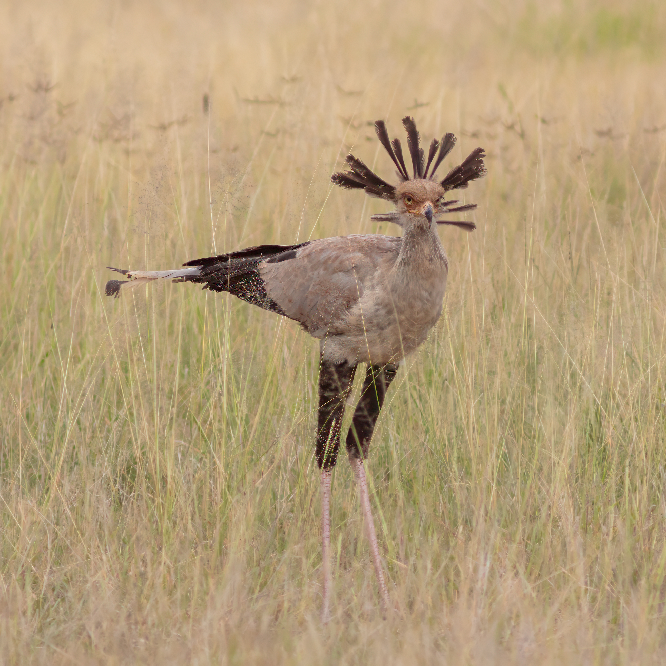 Tajomník hadí (Sagittarius serpentarius) — jediný terrestriálny dravec sveta, Amboseli NP Keňa (foto: Wikimedia Commons)