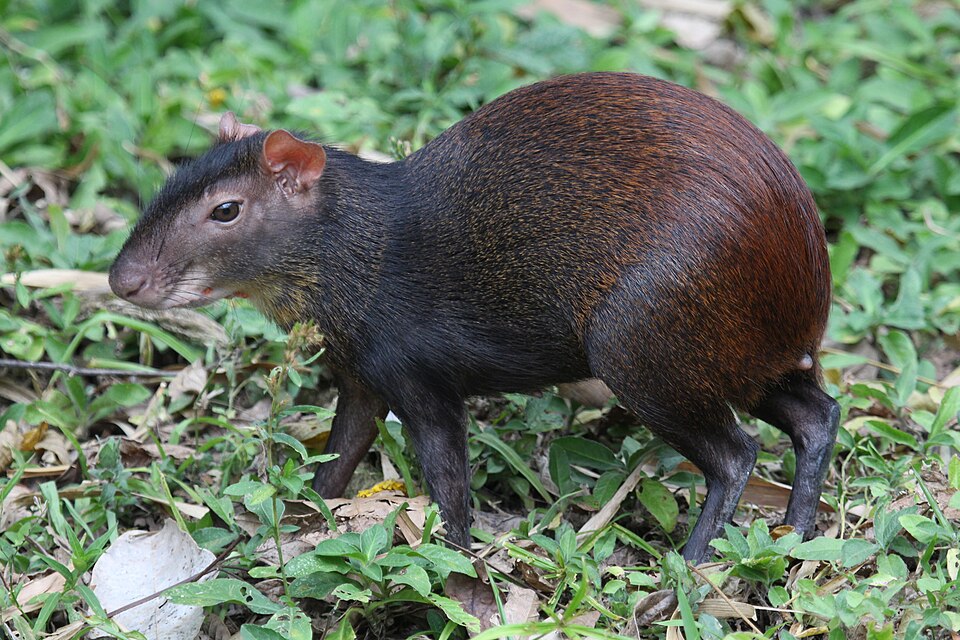 Aguti červený (Dasyprocta leporina)