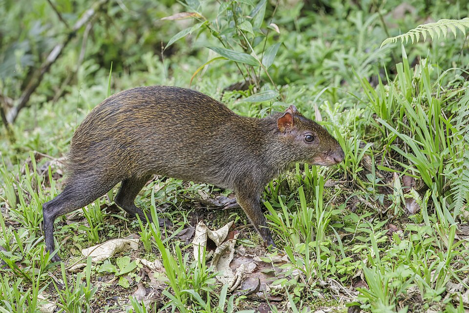 Aguti stredoamerický (Dasyprocta punctata)