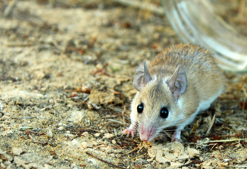 Akáciový potkan (Káhirský) (Acomys cahirinus)