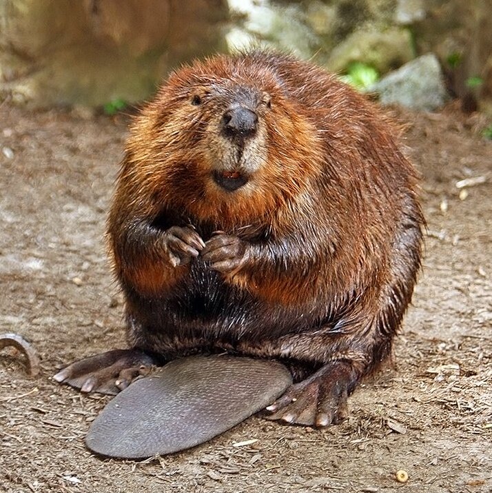 Bobor kanadský (Castor canadensis)