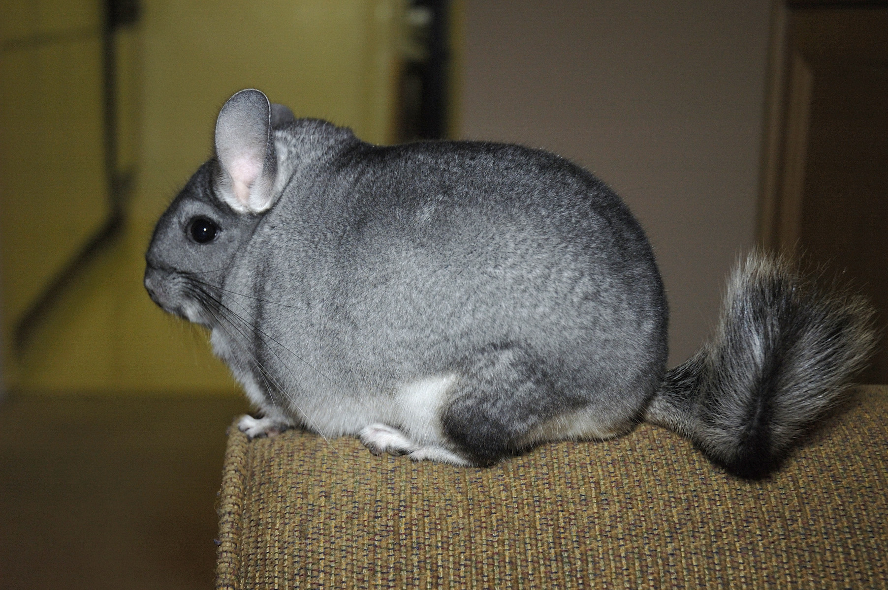 Činčila vlnatá (Chinchilla lanigera)