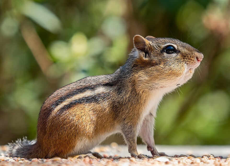 Burunduk východoamerický (Tamias striatus)