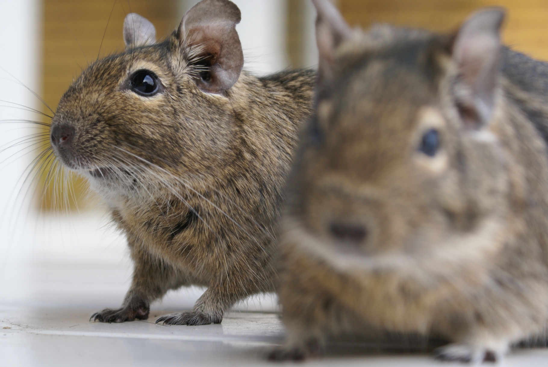 Degu obyčajný (Octodon degus)