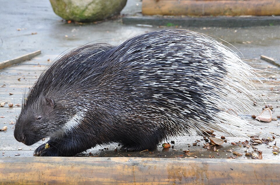 Dikobraz európsky (Hystrix cristata)