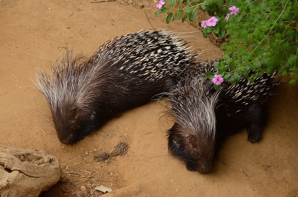 Dikobraz južnoafrický (Hystrix africaeaustralis)