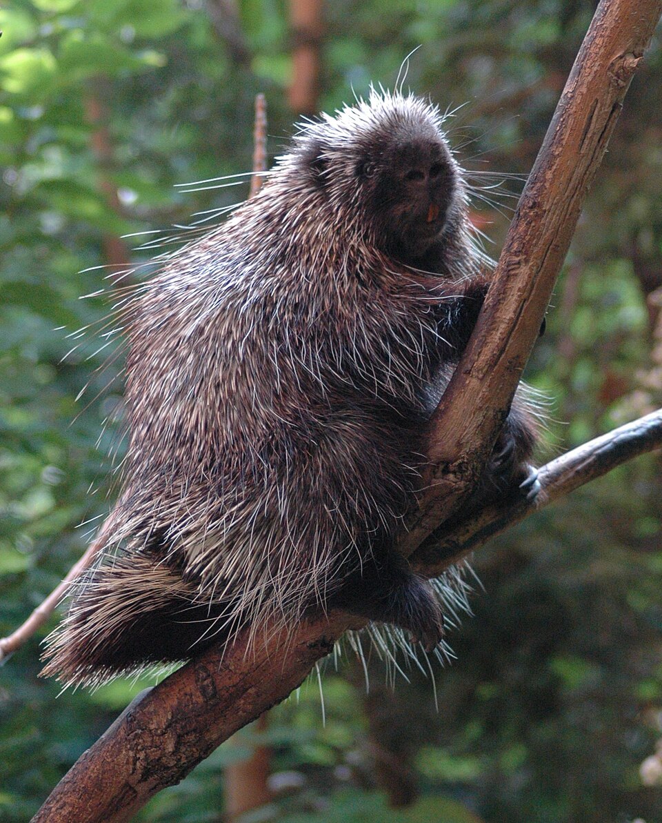 Dikobraz novosvetový (Erethizon dorsatum)