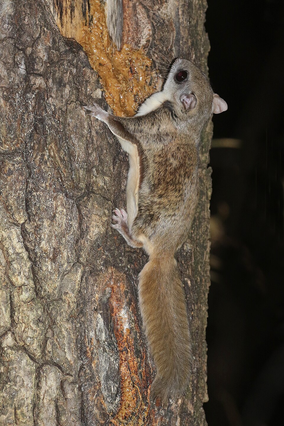 Letúchanka južná (Glaucomys volans)