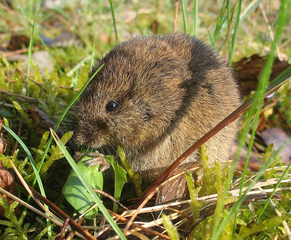 Hraboš poľný (Microtus arvalis)