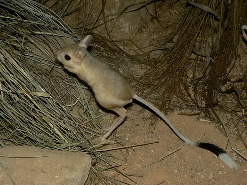 Jerboa egyptská (Jaculus jaculus)