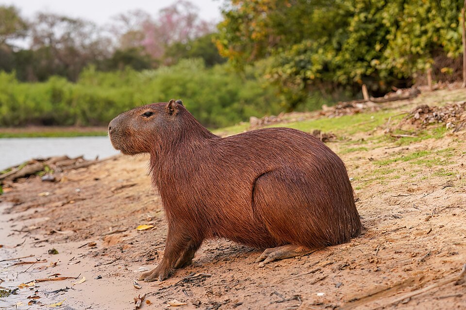Kapybara veľká (Hydrochoerus hydrochaeris)