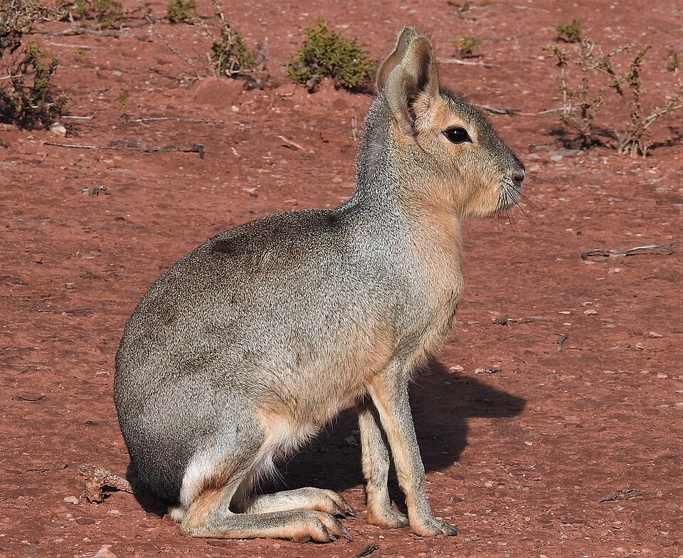 Mara patagonská (Dolichotis patagonum)