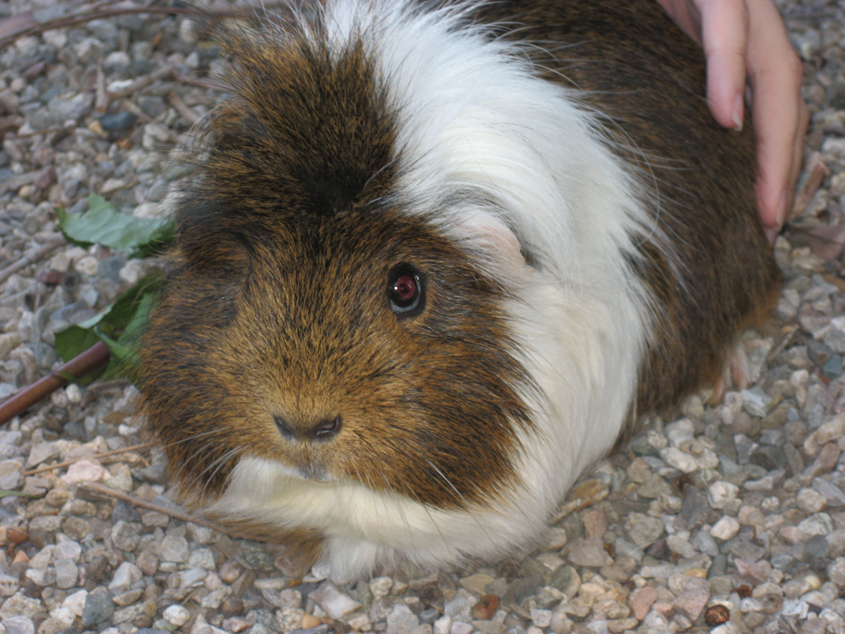 Morča domáce (Cavia porcellus)