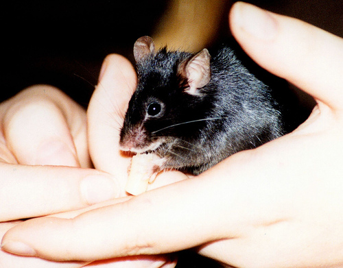 Myš domáca (fancy) (Mus musculus domesticus)