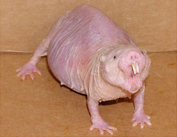 Krýs nahý (Heterocephalus glaber)