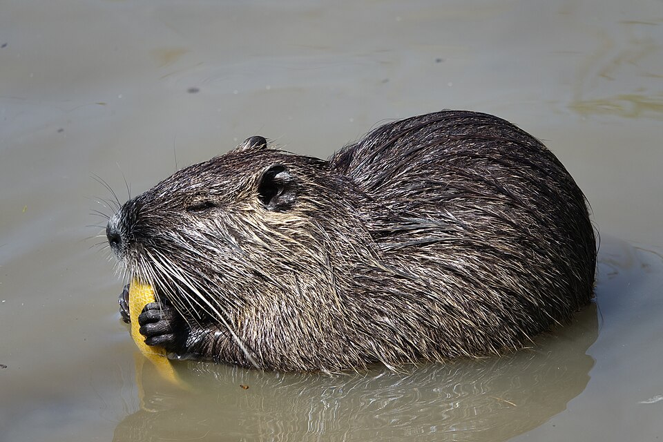 Nutria (koypu) (Myocastor coypus)