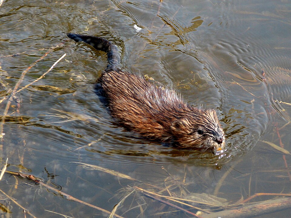 Ondatra pižmová (Ondatra zibethicus)