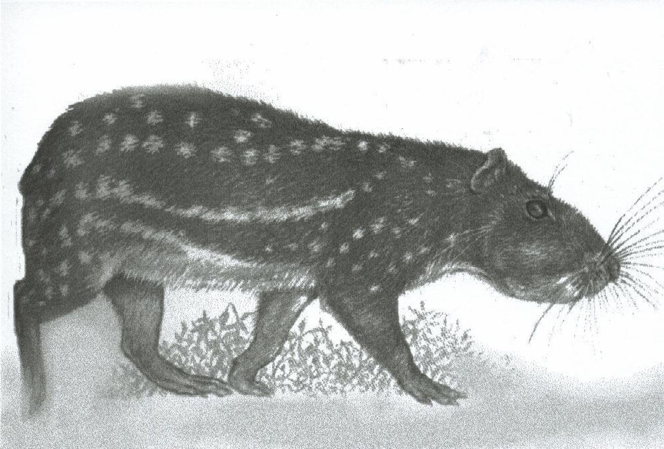 Paka horská (Cuniculus taczanowskii)