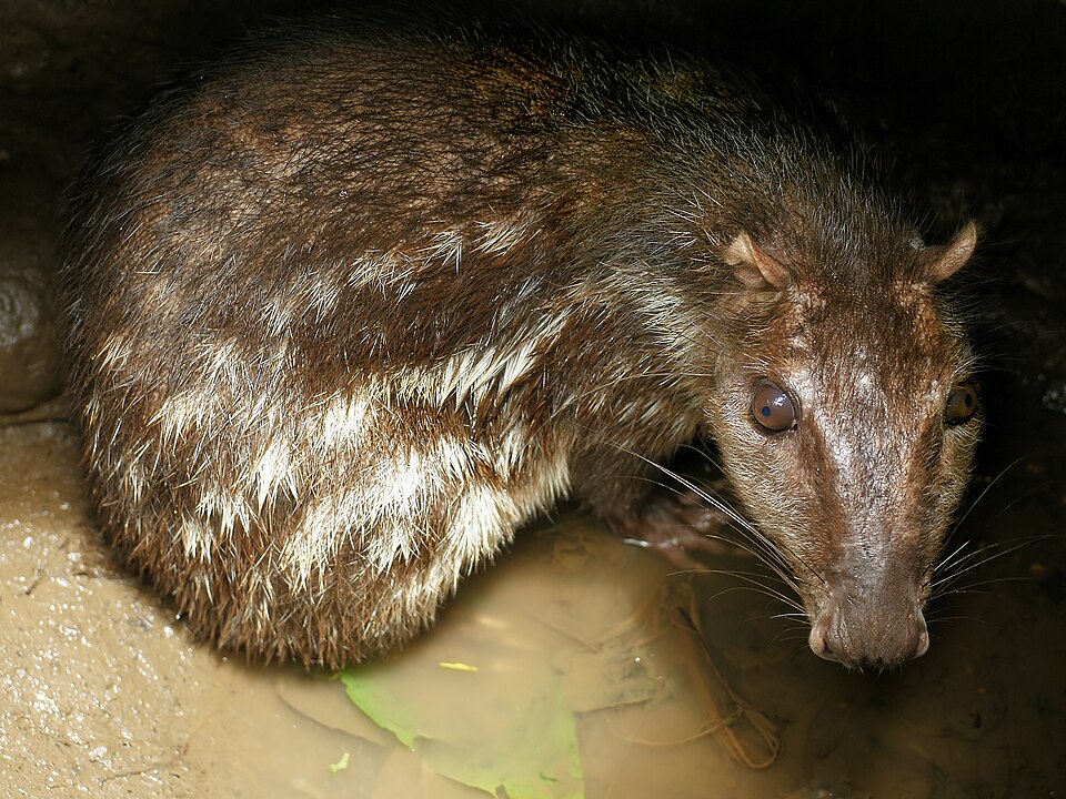 Paka veľká (Cuniculus paca)