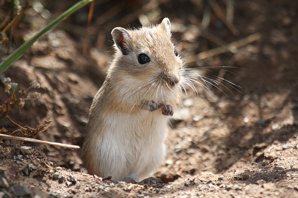 Pieskomil mongolský (Meriones unguiculatus)
