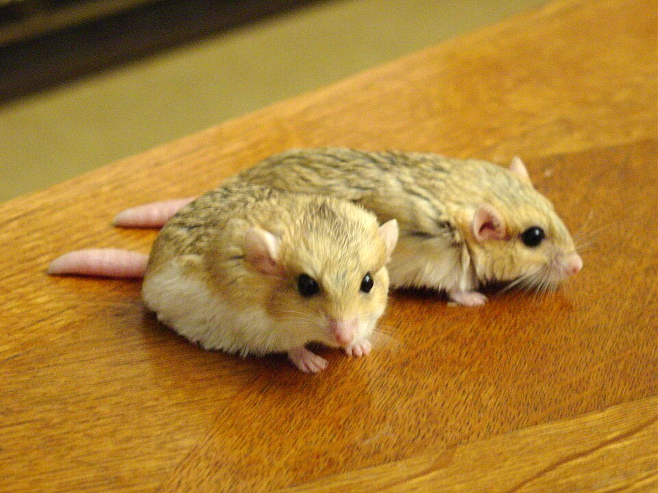 Pieskomil tučnochvostý (Pachyuromys duprasi)