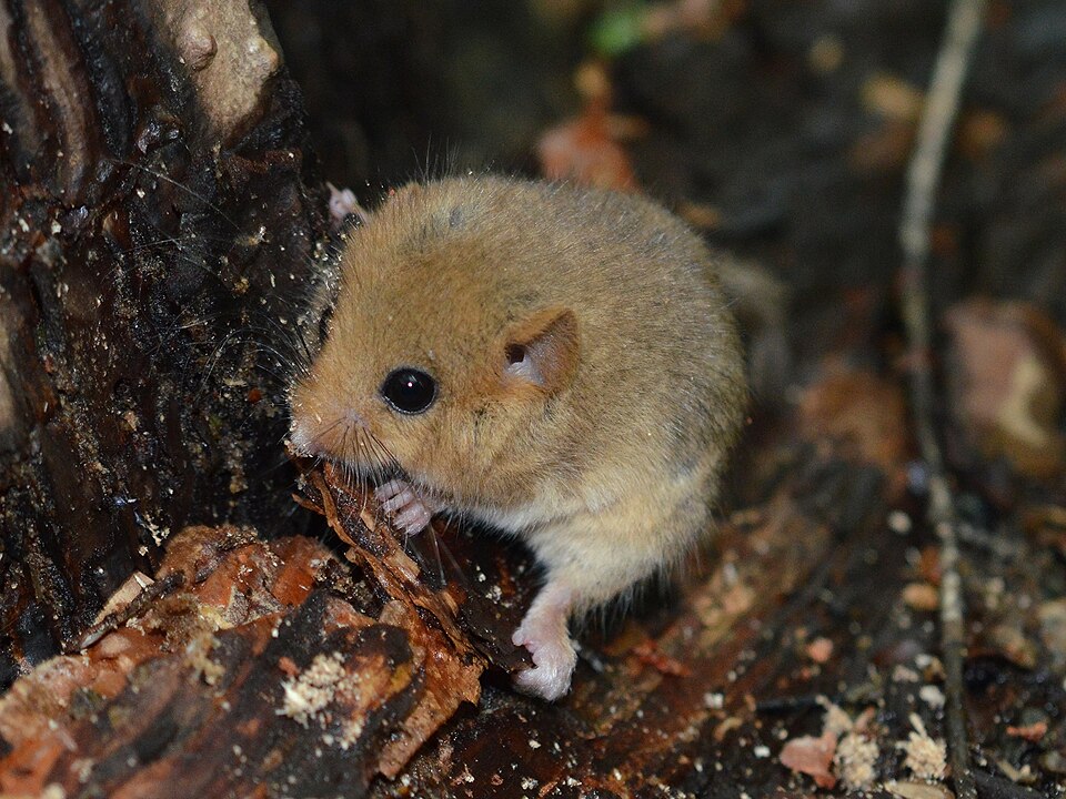 Plch orechový (Muscardinus avellanarius)