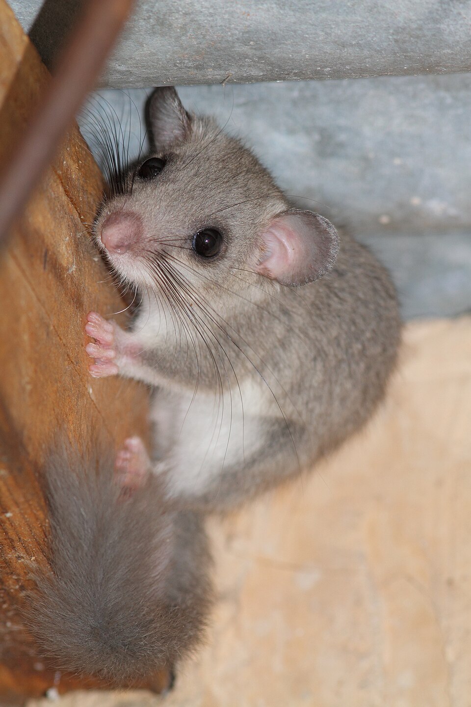 Plch záhradný (sivý) (Glis glis)